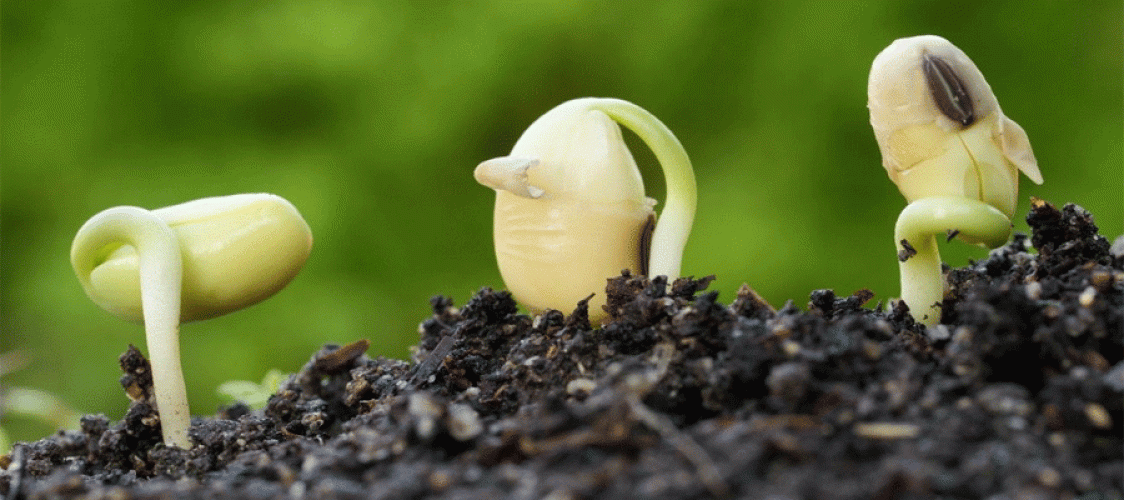 Vietnam’s food system shows strong foundations in access and supply